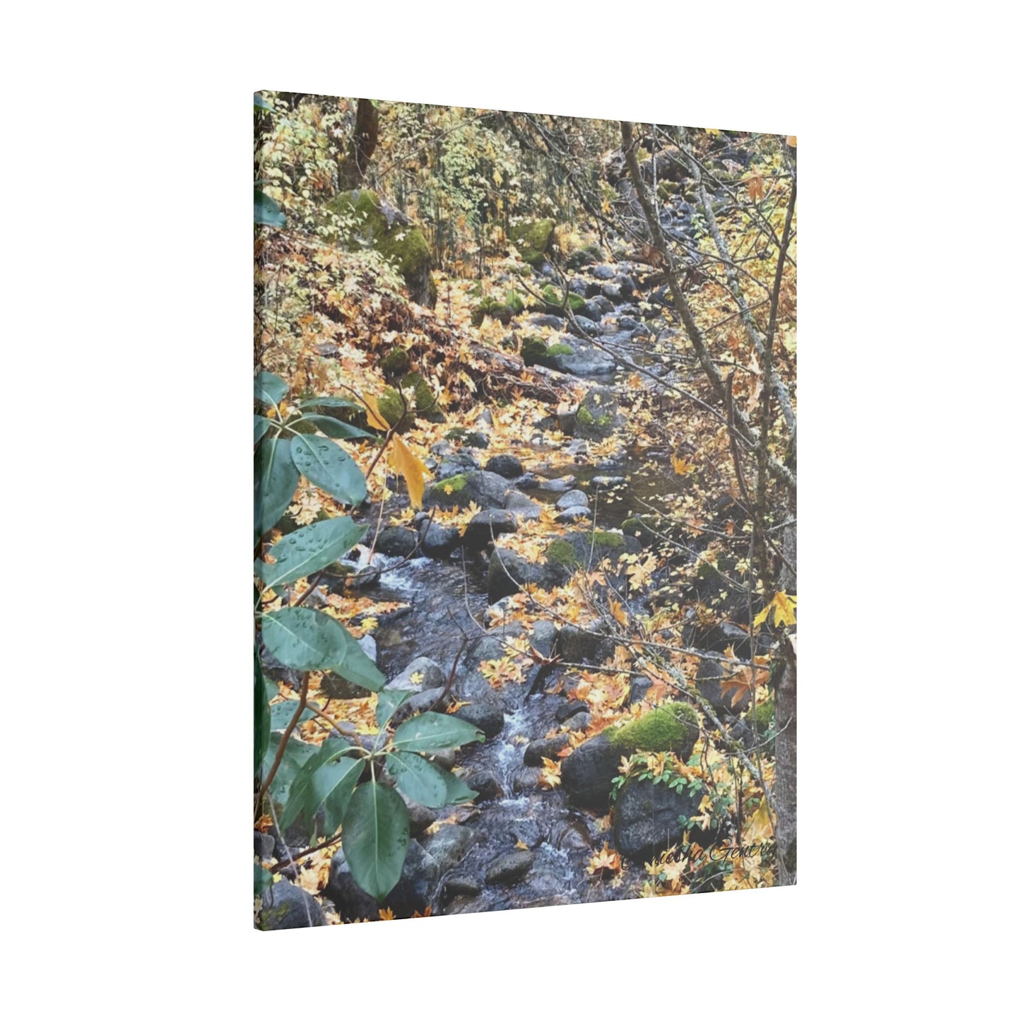 Hike in the Forest -  Stretched Matte Canvas Wall Art, Wall Decor