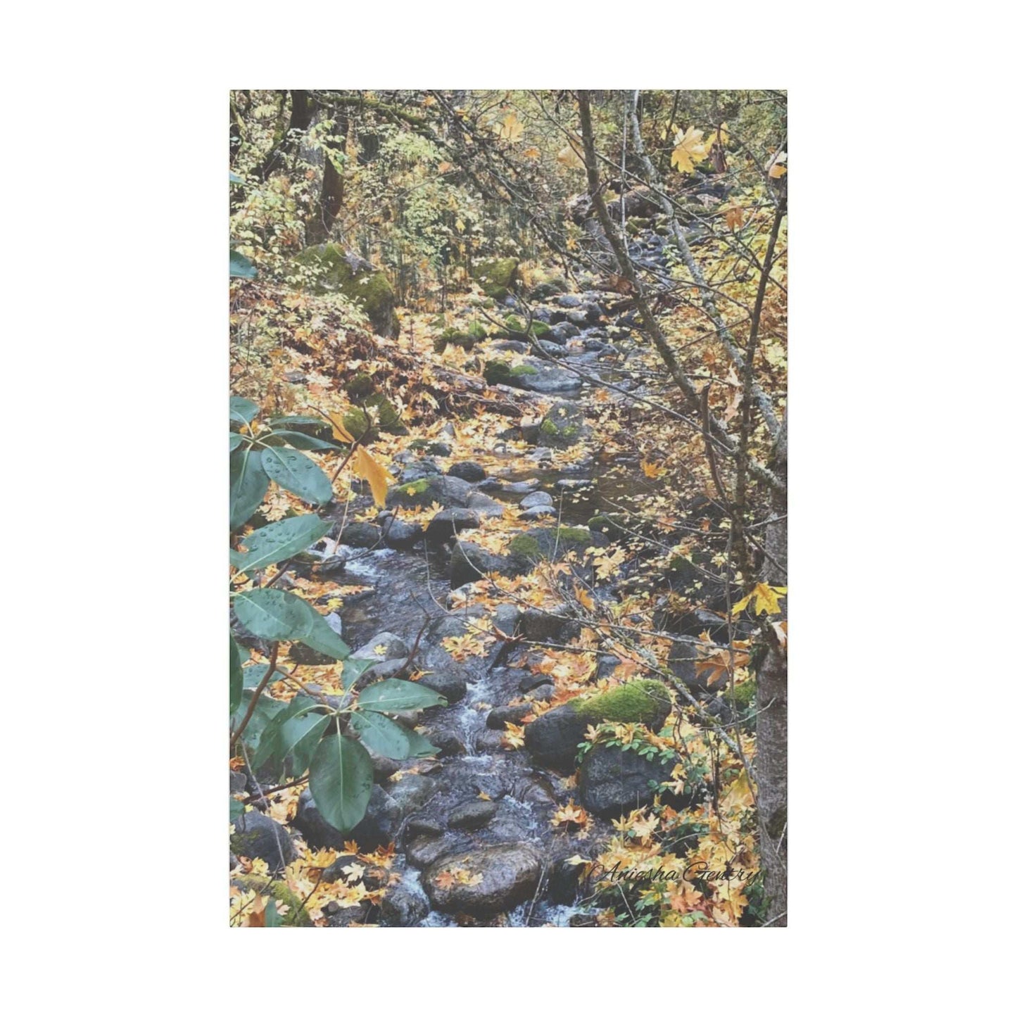 Hike in the Forest -  Stretched Matte Canvas Wall Art, Wall Decor