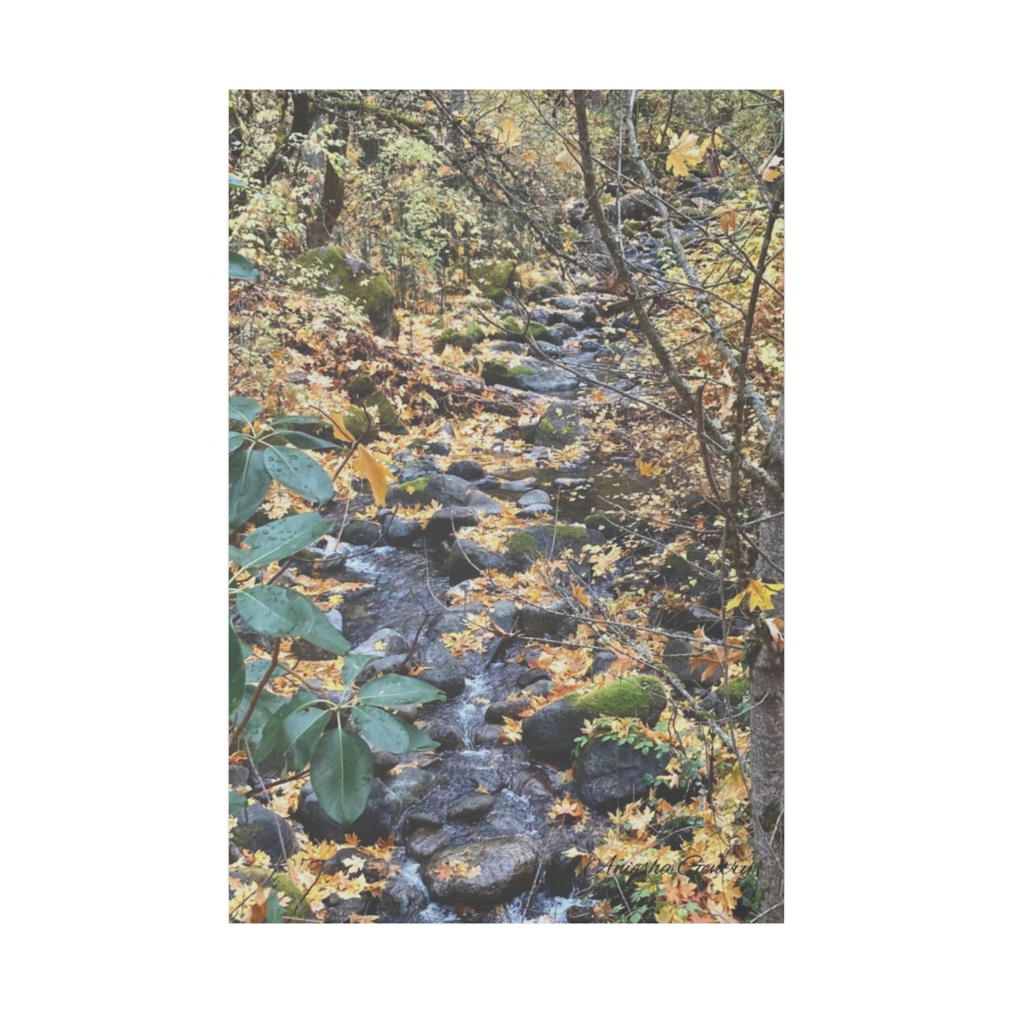 Hike in the Forest -  Stretched Matte Canvas Wall Art, Wall Decor