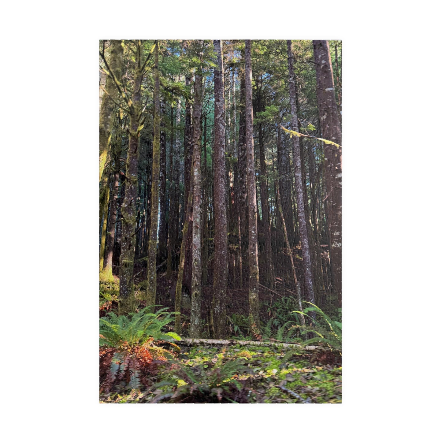 Tranquil Trees Nature Puzzle - (110 - 1014 Pieces)