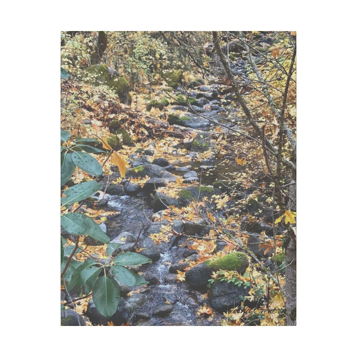 Hike in the Forest -  Stretched Matte Canvas Wall Art, Wall Decor